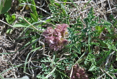 Vesper montanus