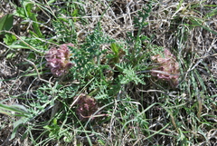 Vesper montanus