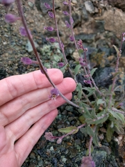Streptanthus glandulosus pulchellus