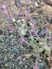 Streptanthus glandulosus pulchellus