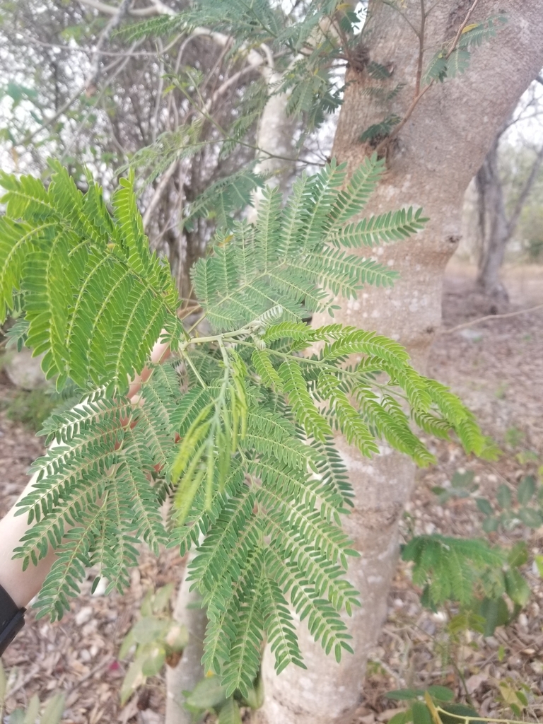 Tepeguaje dormilón desde 97305 Cholul, Yuc., Mexico el 27 de marzo de ...