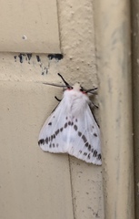 Lemyra rhodophilodes