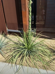 Yucca gloriosa