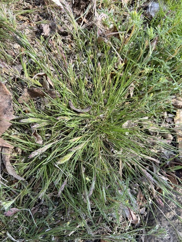 Arabian grass (Schismus arabicus)