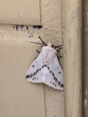 Lemyra rhodophilodes