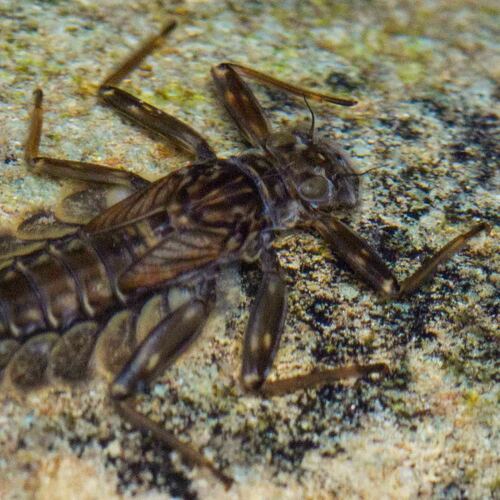 Genus Lepeorus · iNaturalist