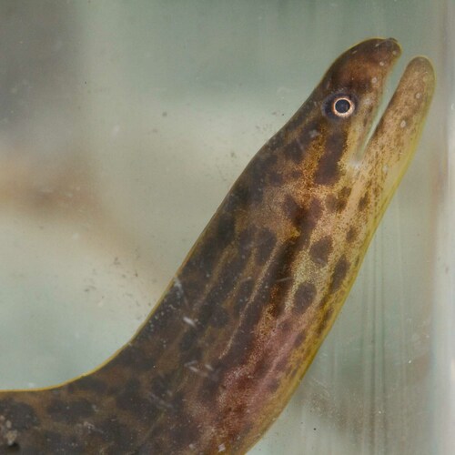 Freshwater moray (Gymnothorax polyuranodon) — Muraenidae — 5
