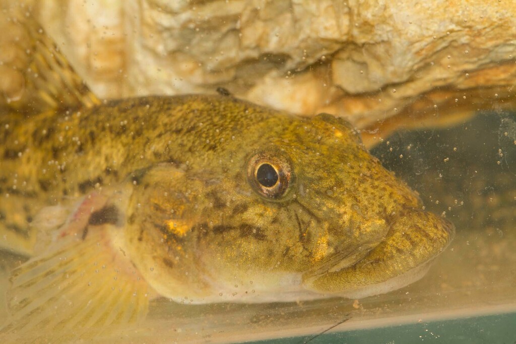 Oopu Nakea (Awaous guamensis) — Gobiidae
