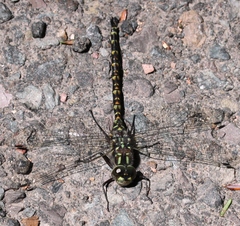 Gomphaeschna furcillata