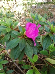 Rhododendron indicum