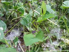 Aristolochia rotunda
