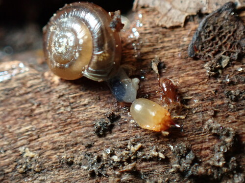 Eastern subterranean termite