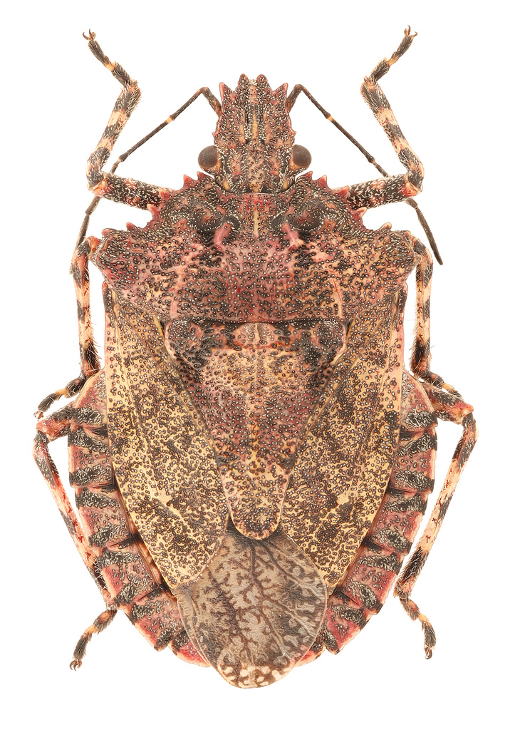 Rough Stink Bugs