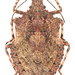 Rough Stink Bugs - Photo (c) Pierrick Bloin, some rights reserved (CC BY-NC), uploaded by Pierrick Bloin