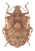 Rough Stink Bugs - Photo (c) Pierrick Bloin, some rights reserved (CC BY-NC), uploaded by Pierrick Bloin