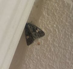 Phosphila miselioides