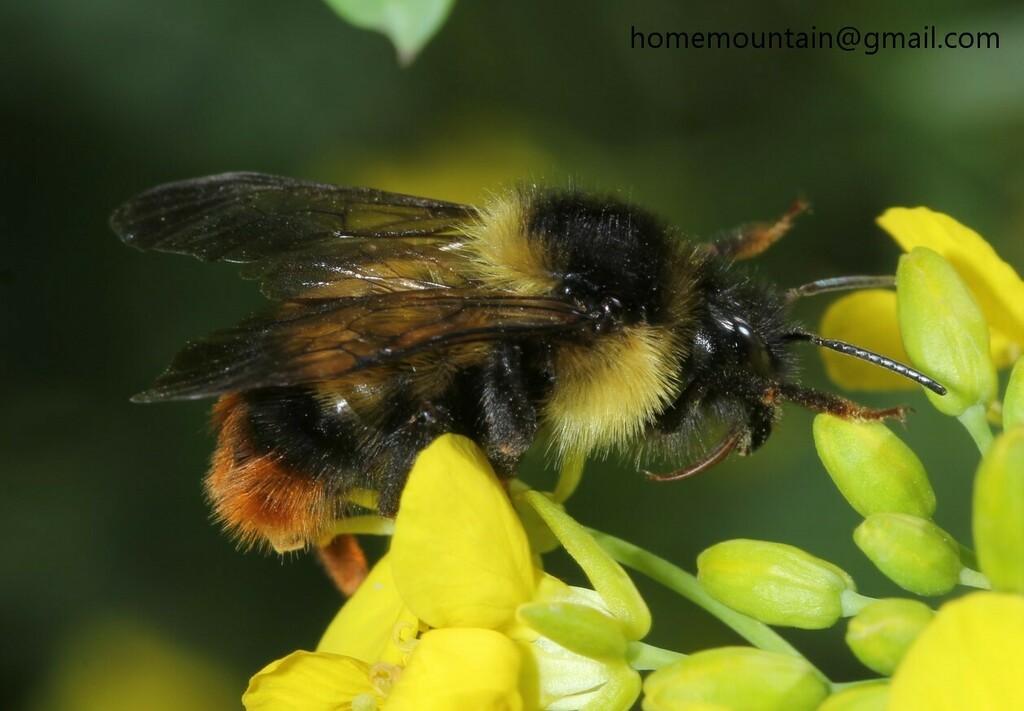 Bombus cornutus