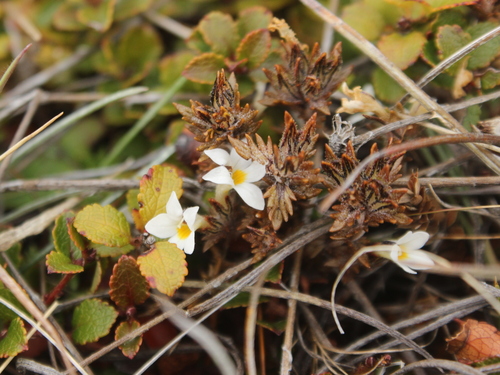 Image of Euphrasia zelandica by (c) Joe Dillon, some rights reserved (CC BY)