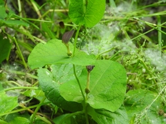 Aristolochia rotunda