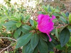 Rhododendron indicum