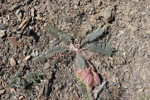 Astragalus leptophysus