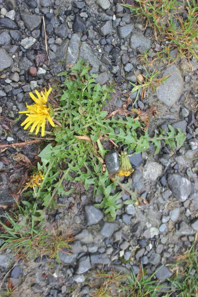 dandelions from Pudding Hill 7782, New Zealand on March 27, 2024 at 02