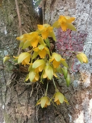 Lycaste bradeorum