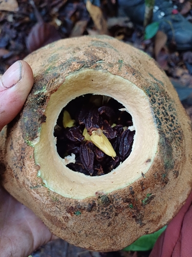 Foto de Castanha-sapucaia