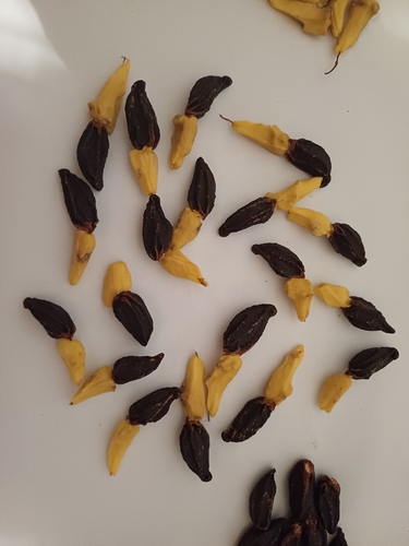 Foto de Castanha-sapucaia