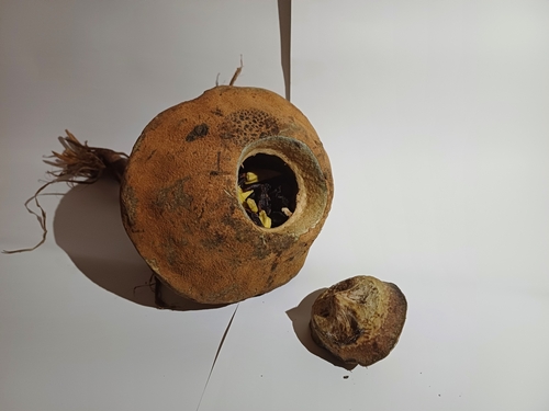 Foto de Castanha-sapucaia