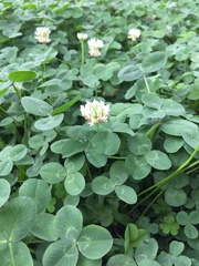 Trifolium repens