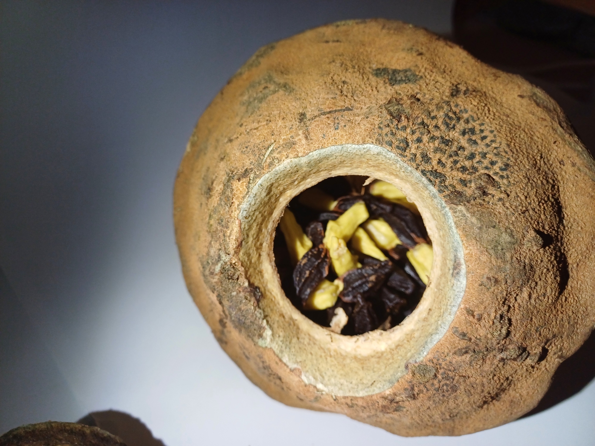 Imagem de Castanha-sapucaia