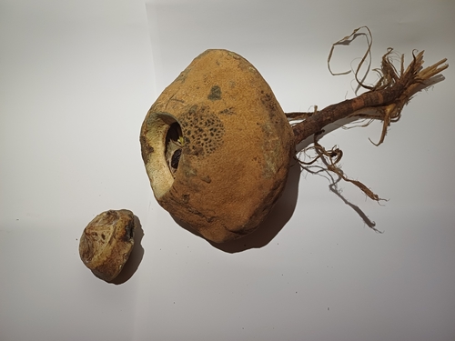 Foto de Castanha-sapucaia