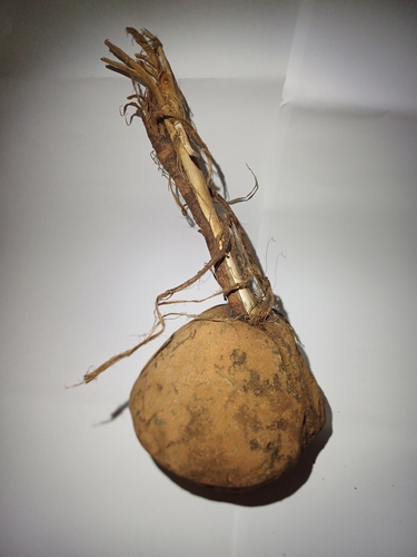 Foto de Castanha-sapucaia