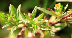 Pterygota