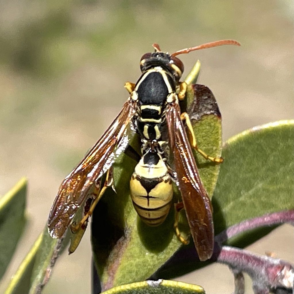 Golden Paper Wasp from San Bernardino National Forest, Mountain Center ...