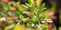 Pterygota