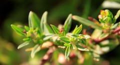 Pterygota