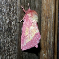 Hyparpax aurora