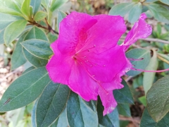 Rhododendron indicum