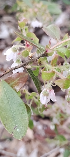 Image of Gaylussacia mosieri by (c) Abby Darrah, some rights reserved (CC BY)