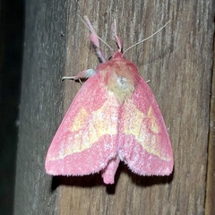 Hyparpax aurora