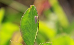 Cicadellidae