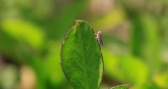 Cicadellidae