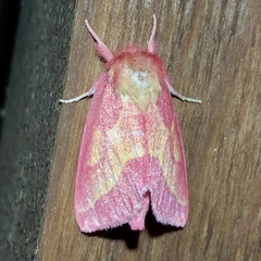 Hyparpax aurora