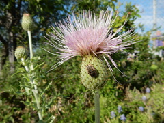 Cirsium undulatum