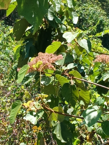 Image of Heliocarpus americanus by (c) Tenoch Cuauhtémoc Perez, some rights reserved (CC BY)