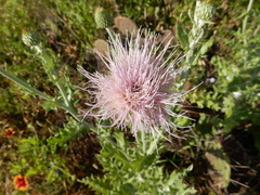 Cirsium undulatum
