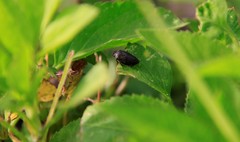 Prosapia bicincta