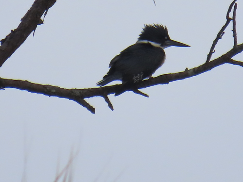 Belted Kingfisher photographed in Florida